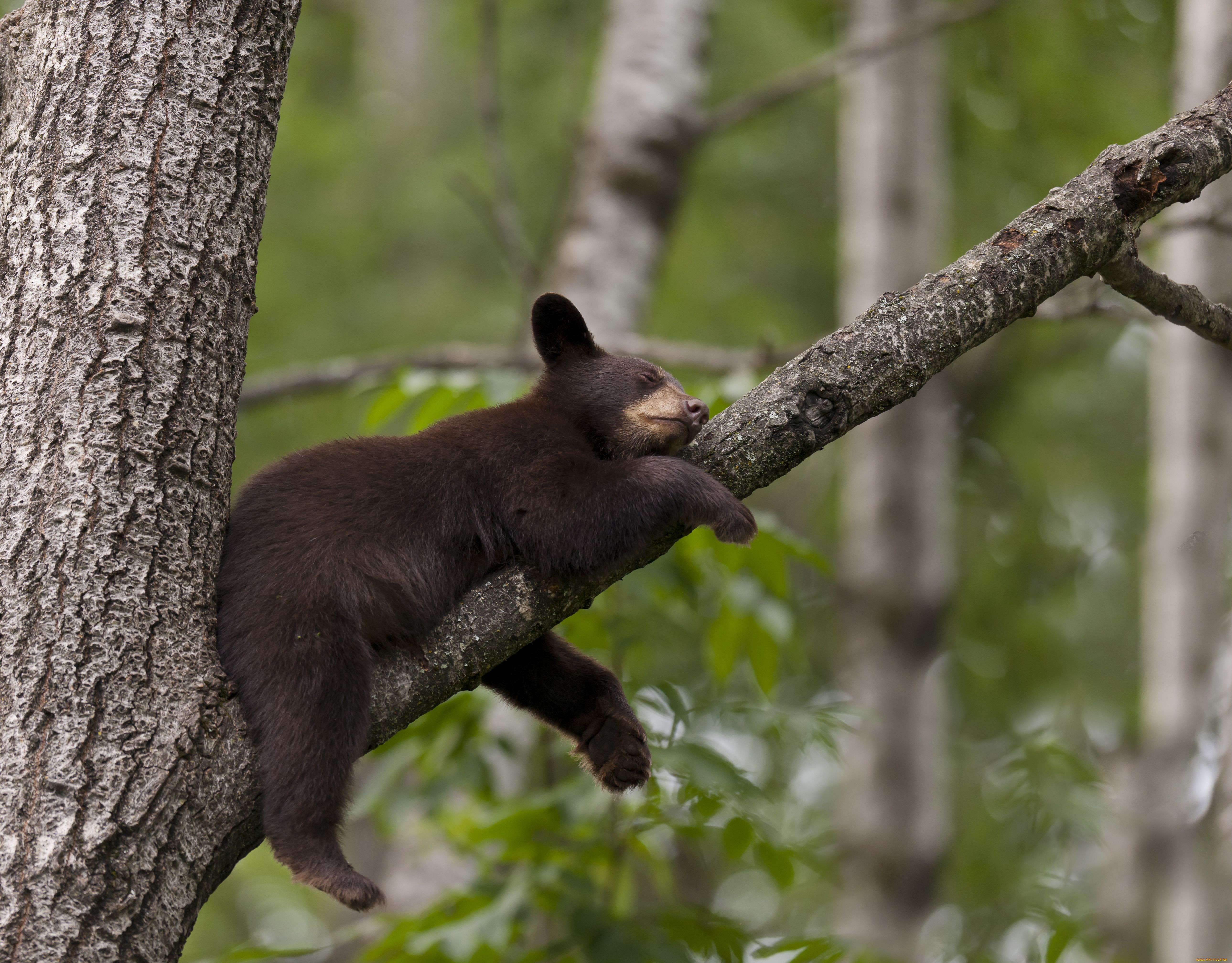 К чему снится медведь бурый большой женщине. Медвежонок на дереве. Медведь на дереве. Медведь спящий на дереве.